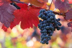 Activités familiales, visite de vignobles et montagne de ski dans la région touristique des Cantons de l'Est ( Estrie )