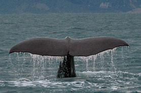 Observation de baleines et d'oiseaux, croisières sur le fleuve dans la région touristique de Manicouagan